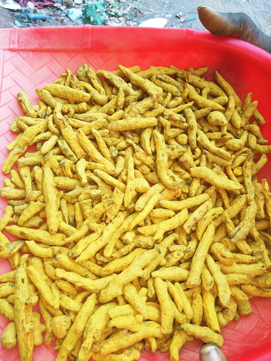 Turmeric Finger GoodGrade