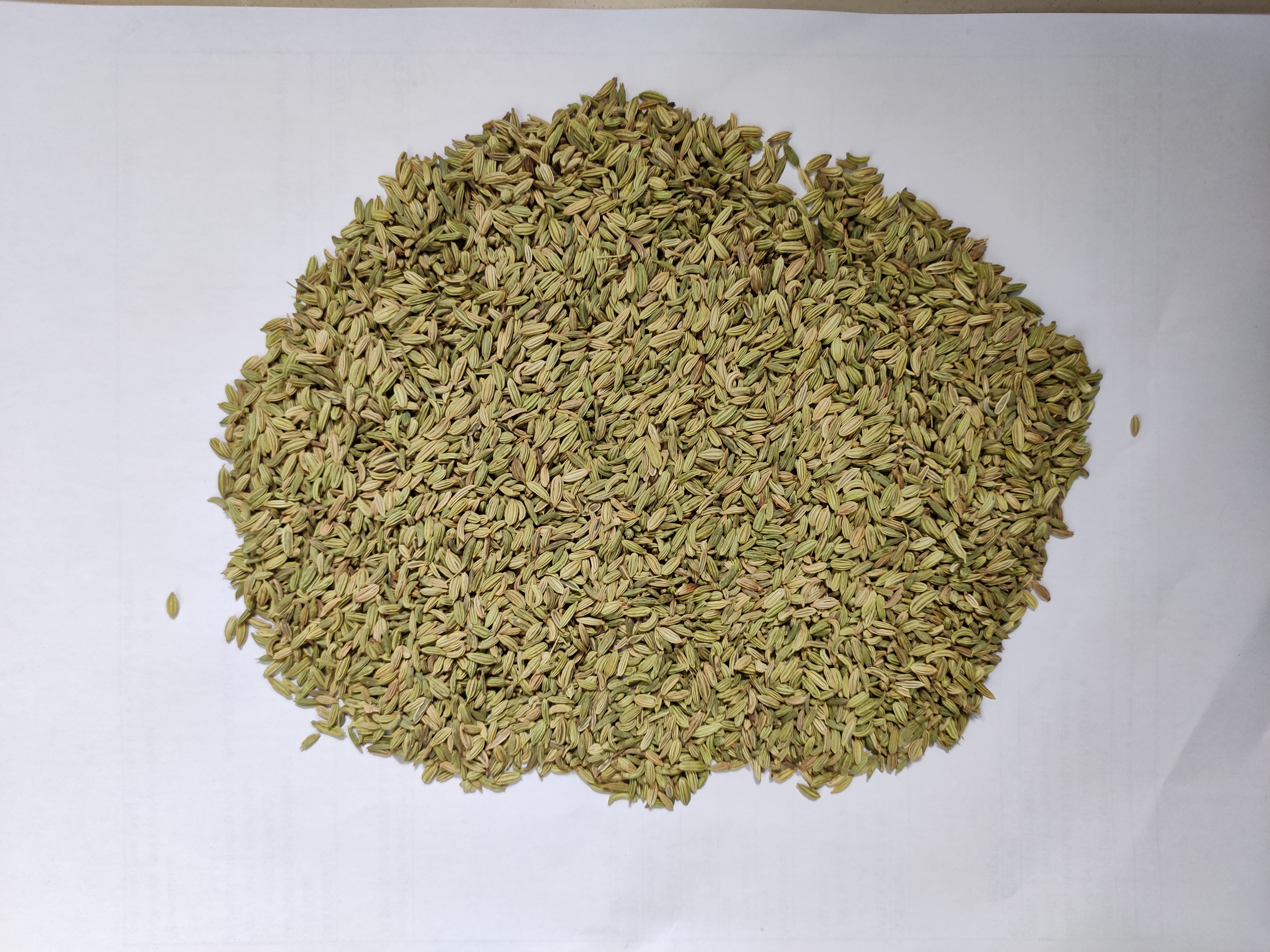 Fennel Seeds ( Europe ) 15 Kg pp bags