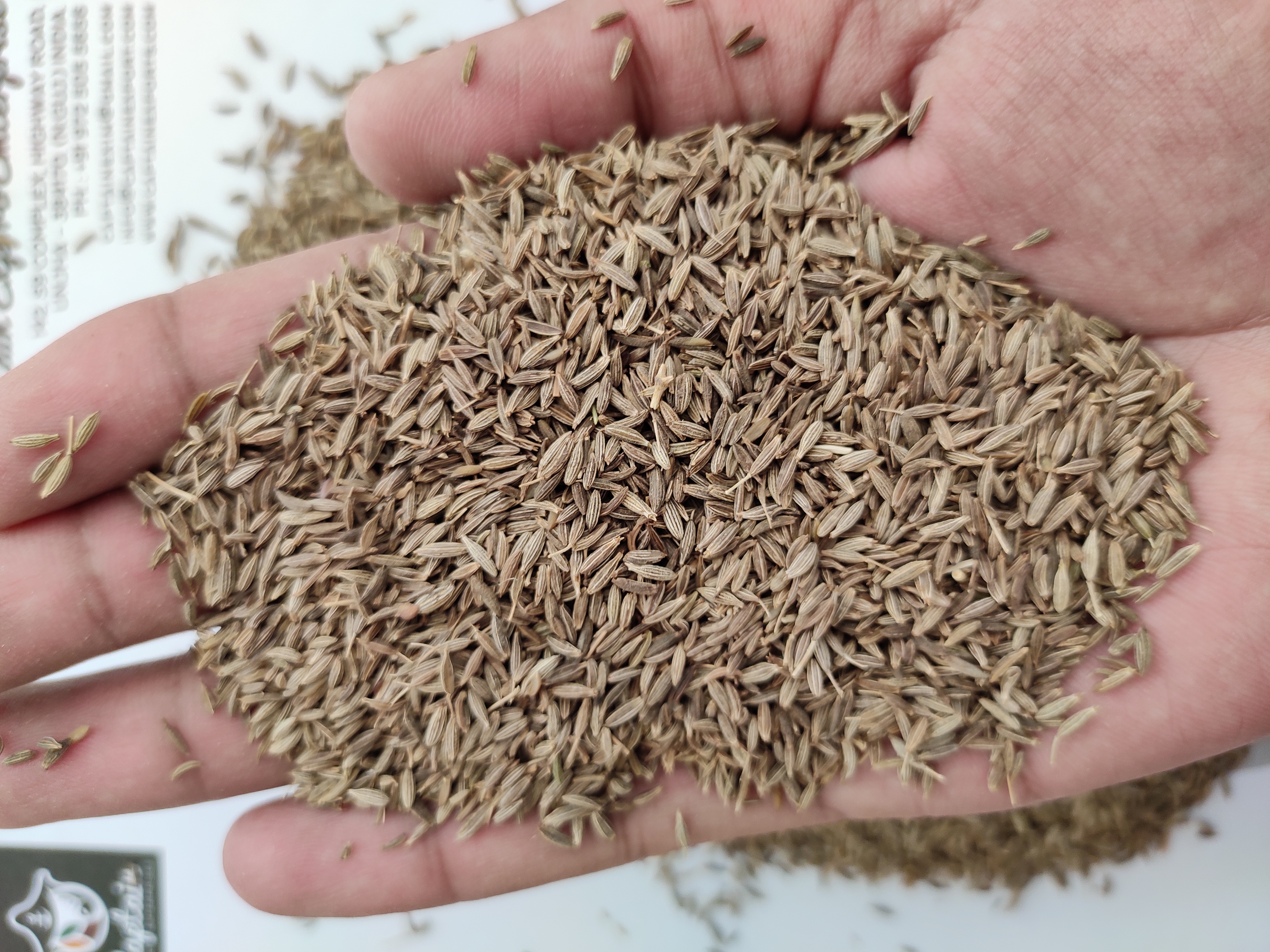 Cumin Seeds