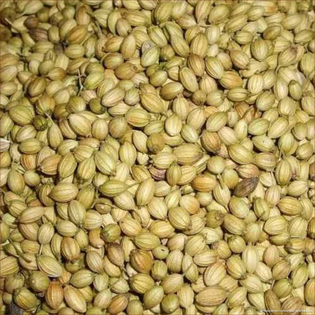 FENNEL SEEDS ABUROAD